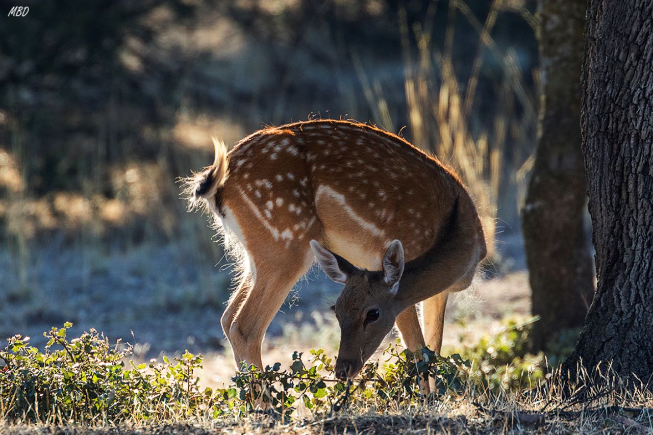 Encinar del Soto de Viñuelas