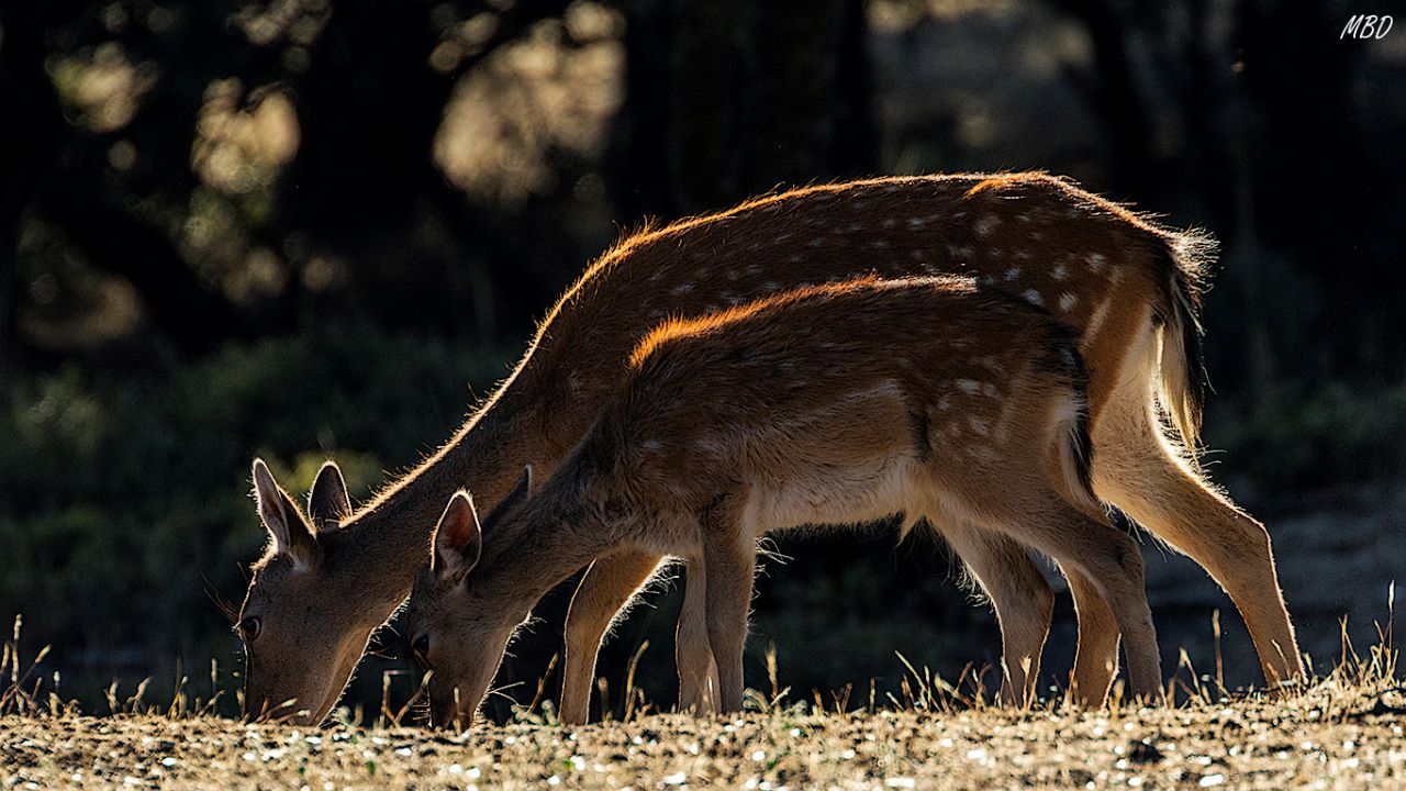 Encinar del Soto de Viñuelas
