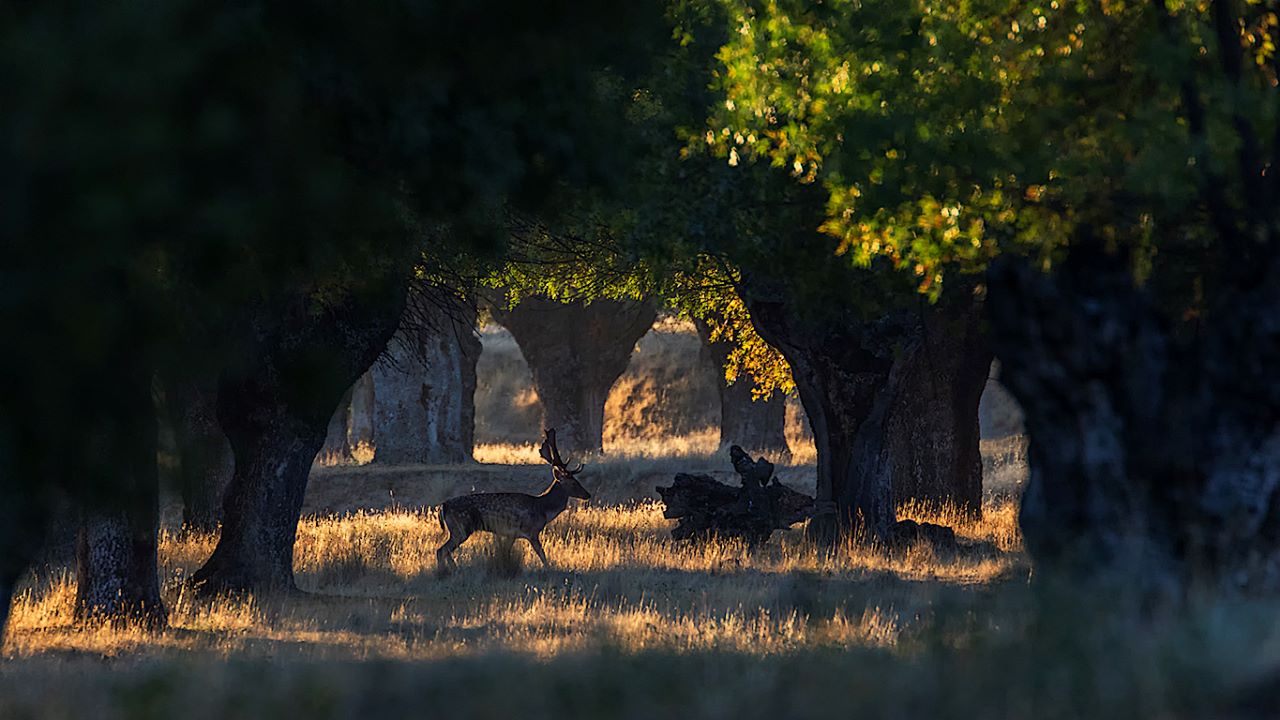 Encinar del Soto de Viñuelas