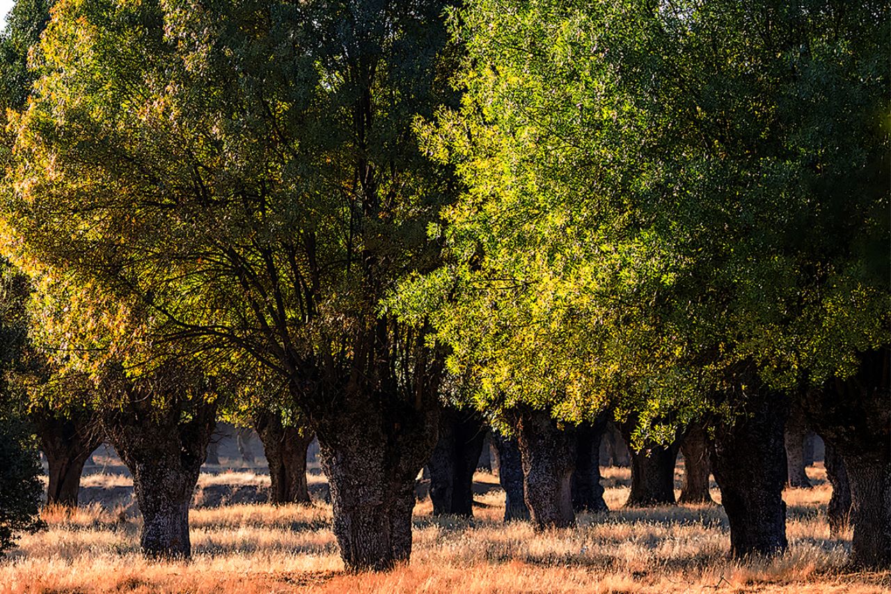 Encinar del Soto de Viñuelas
