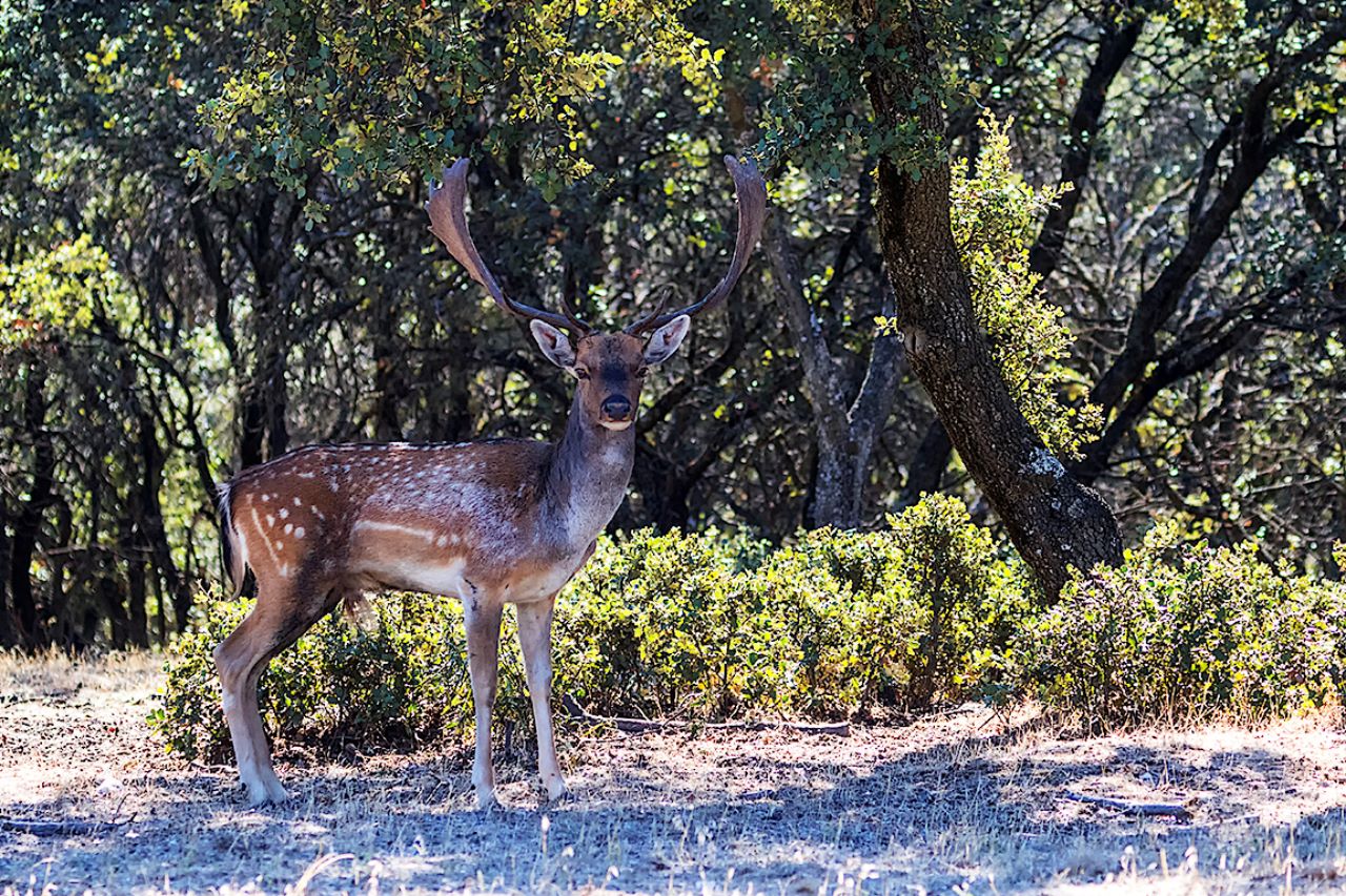 Encinar del Soto de Viñuelas