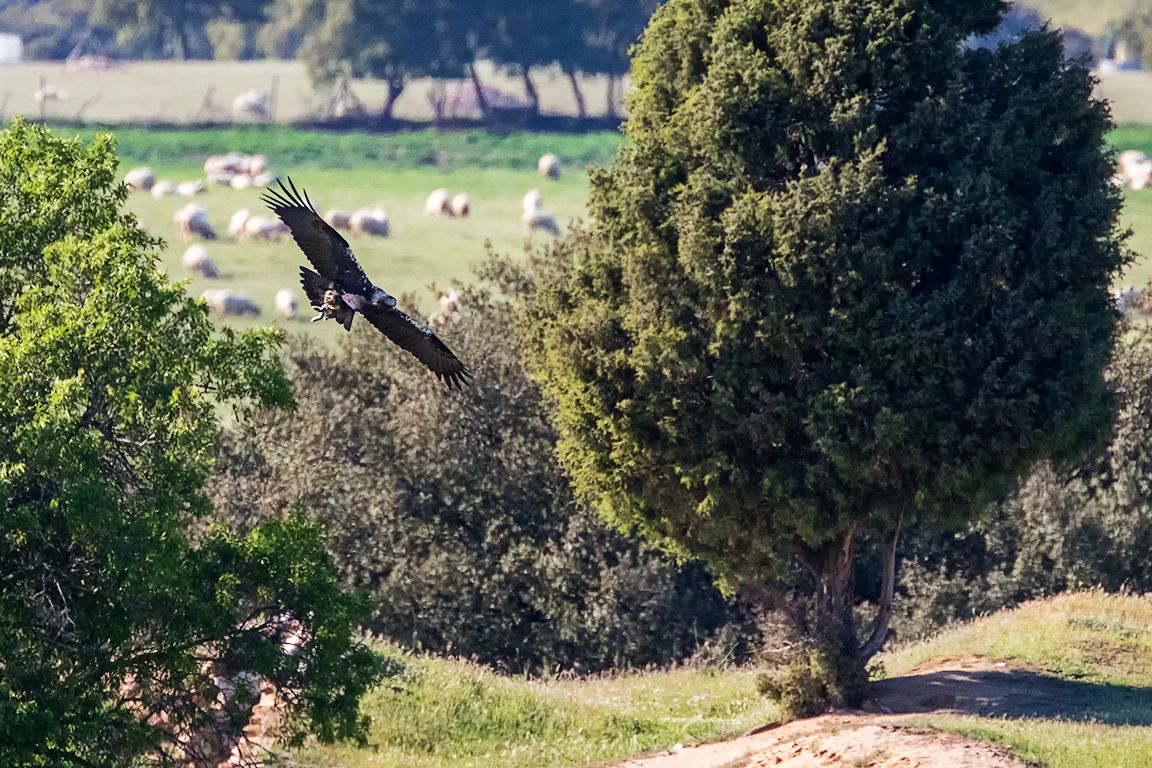 Milano negro acosando al águila imperial