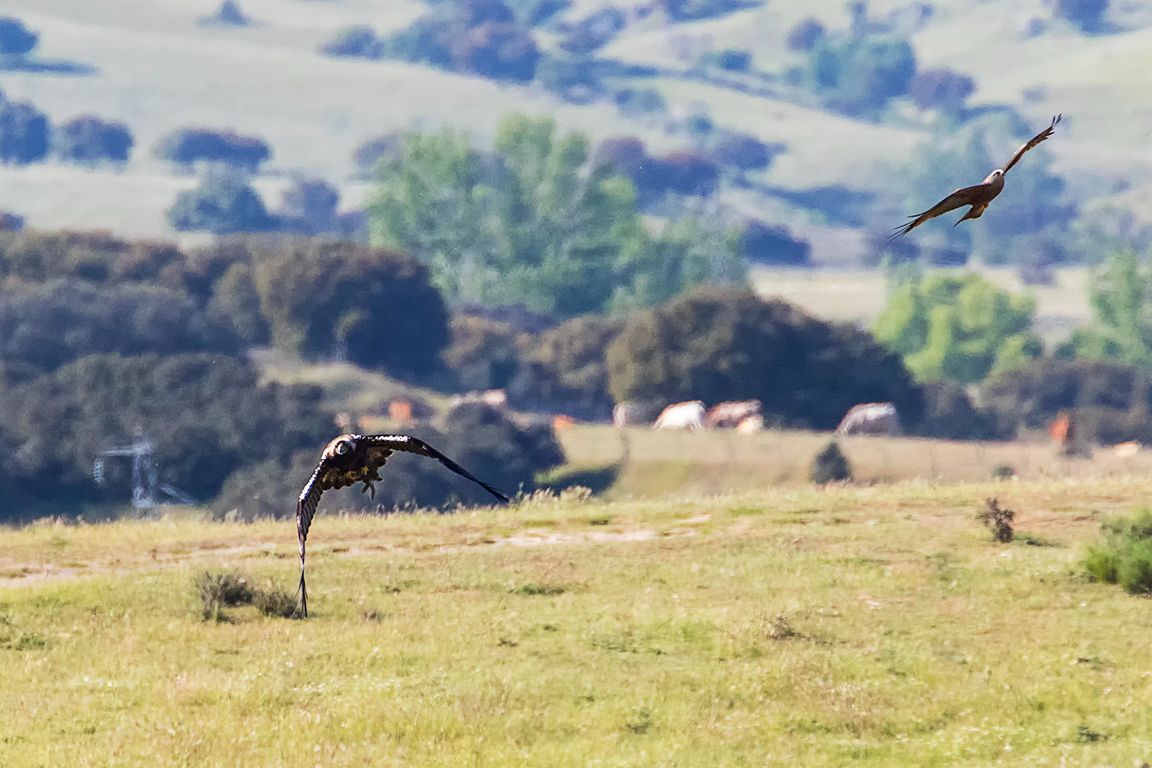 Milano negro acosando al águila imperial