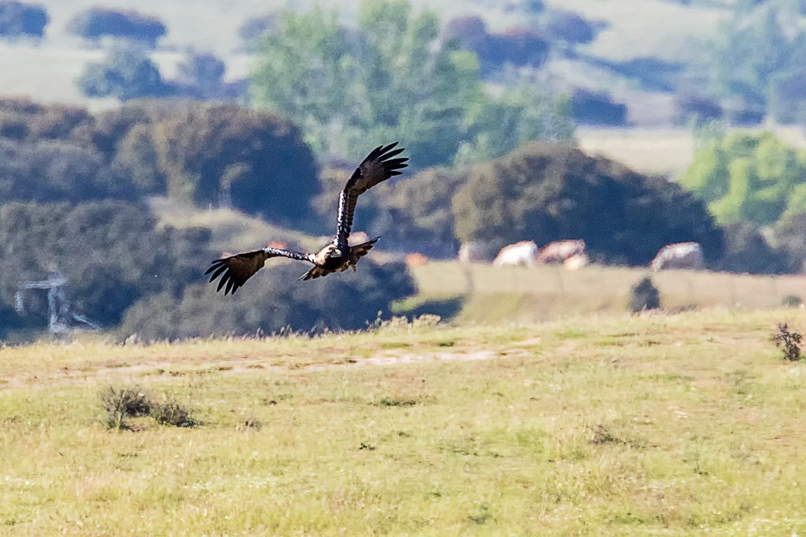 Milano negro acosando al águila imperial