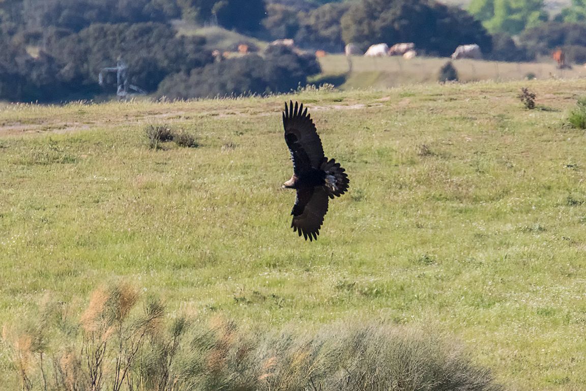Milano negro acosando al águila imperial