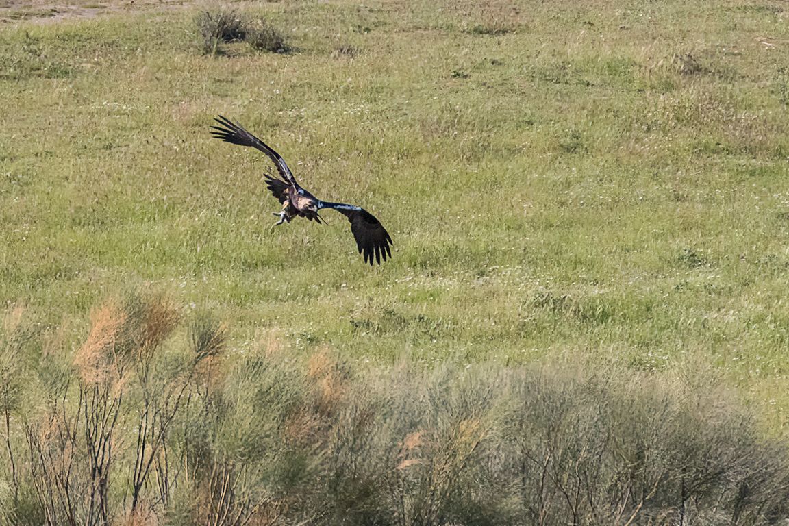 Milano negro acosando al águila imperial