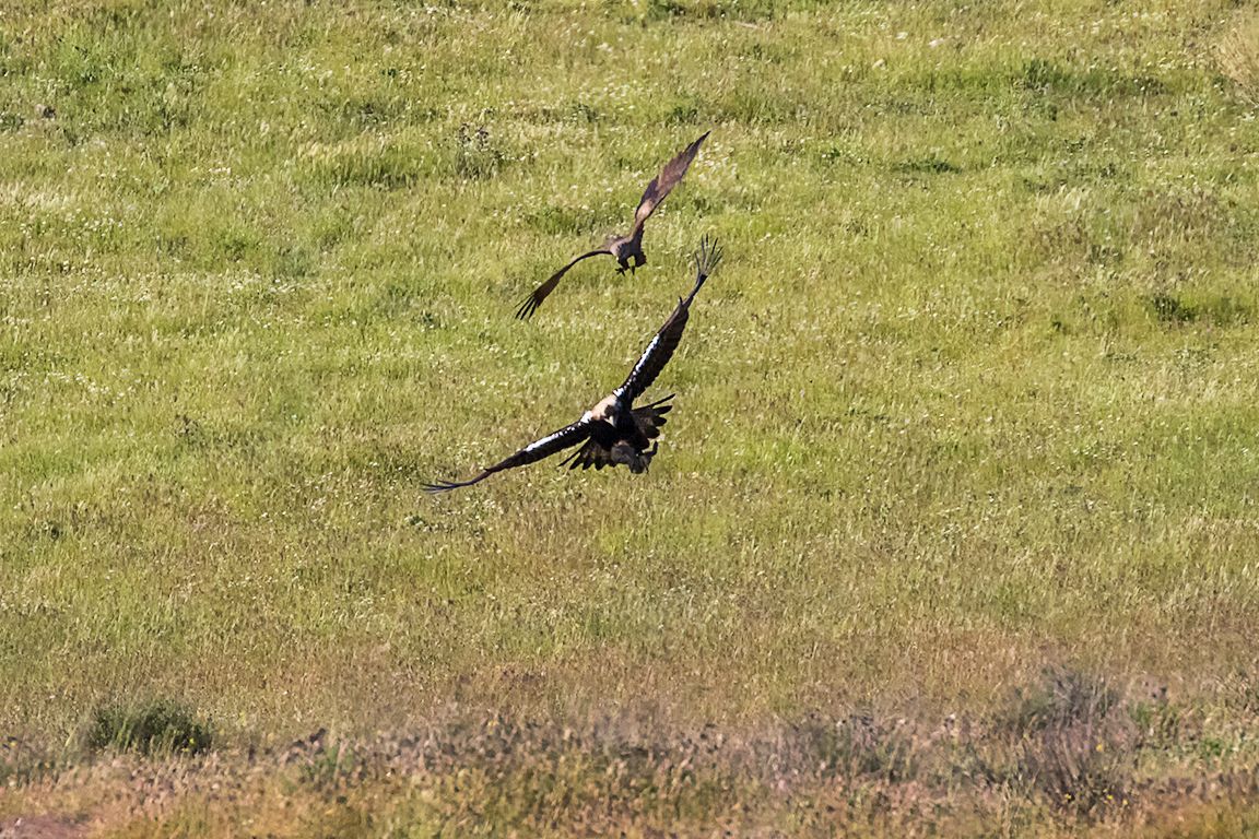 Milano negro acosando al águila imperial
