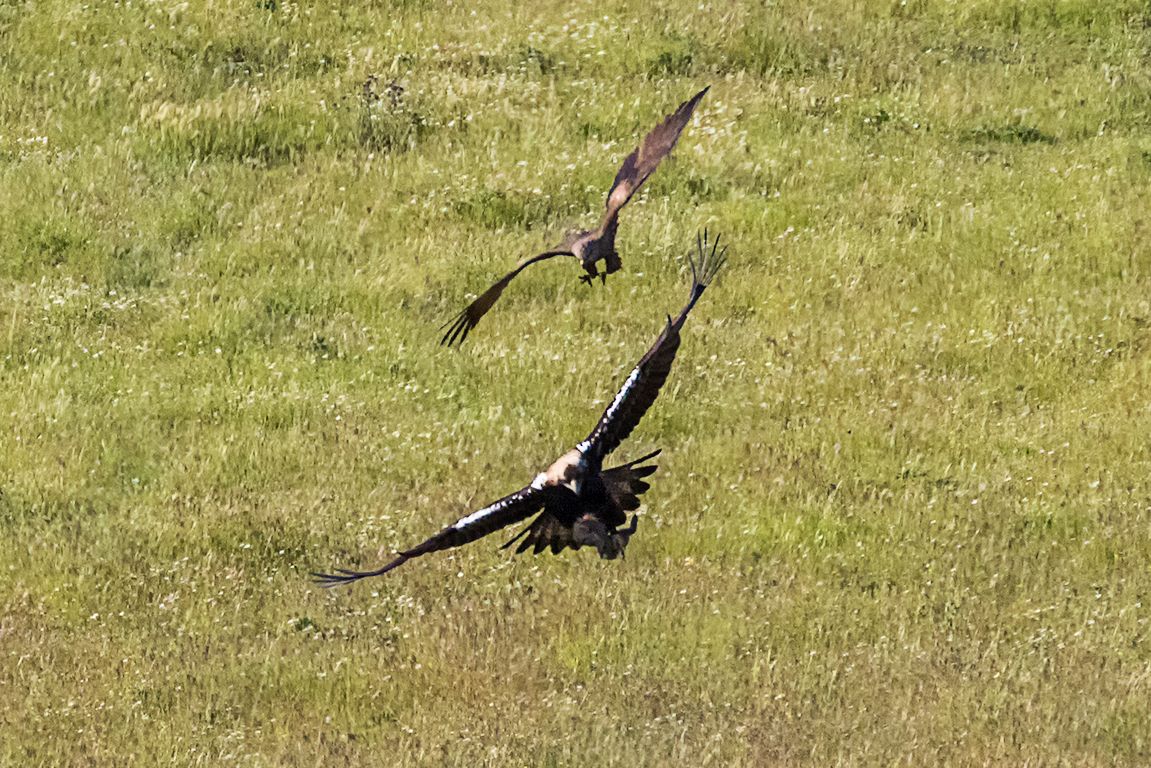 Milano negro acosando al águila imperial
