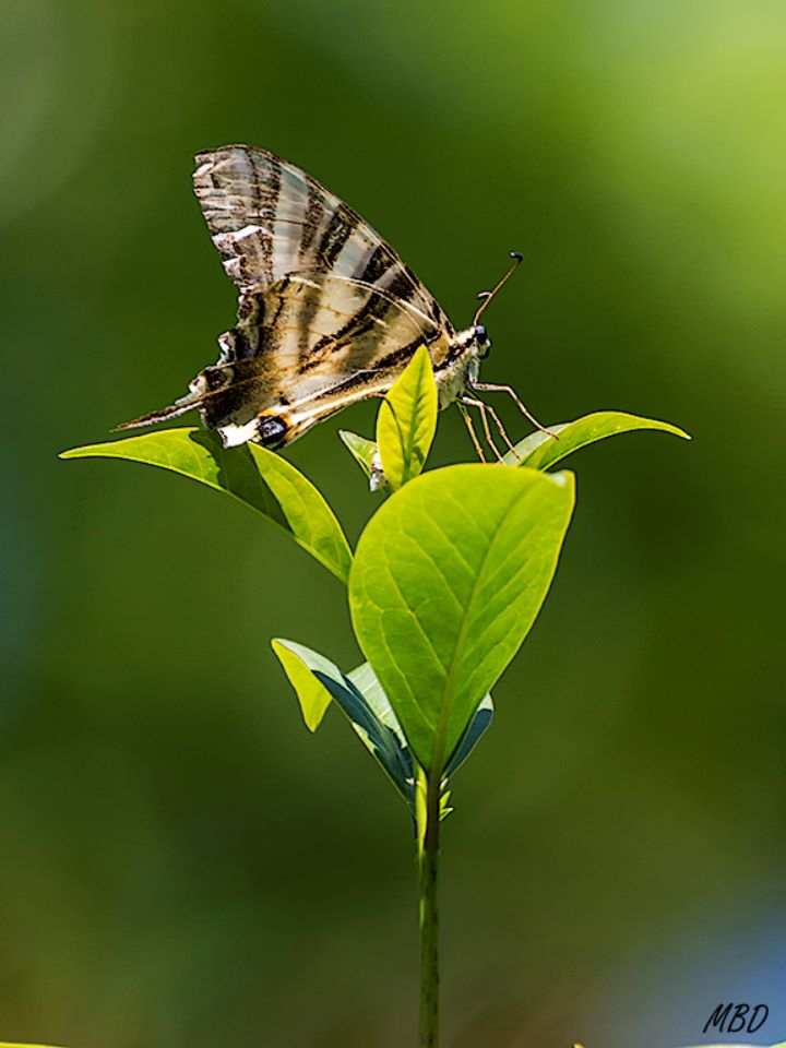 Iphiclides feisthamelii