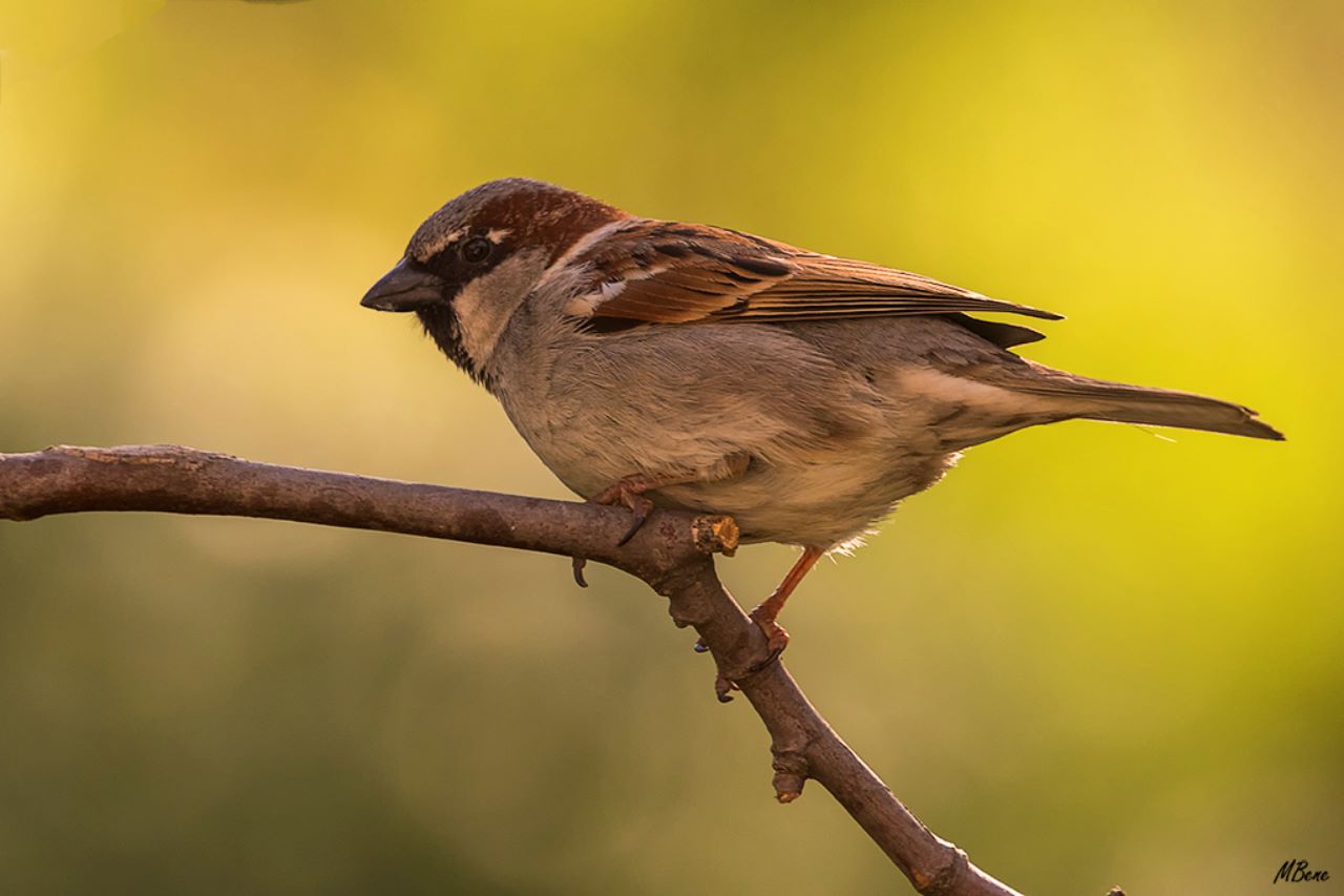 Gorrión común macho