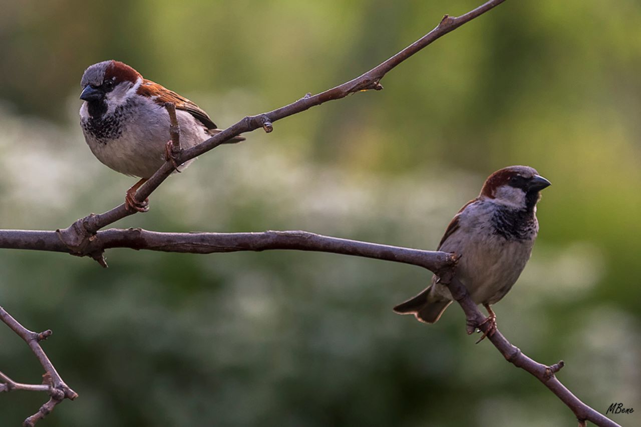 Machos de gorrión común