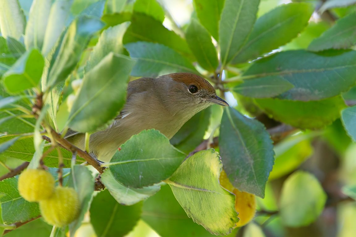 Curruca capirotada hembra