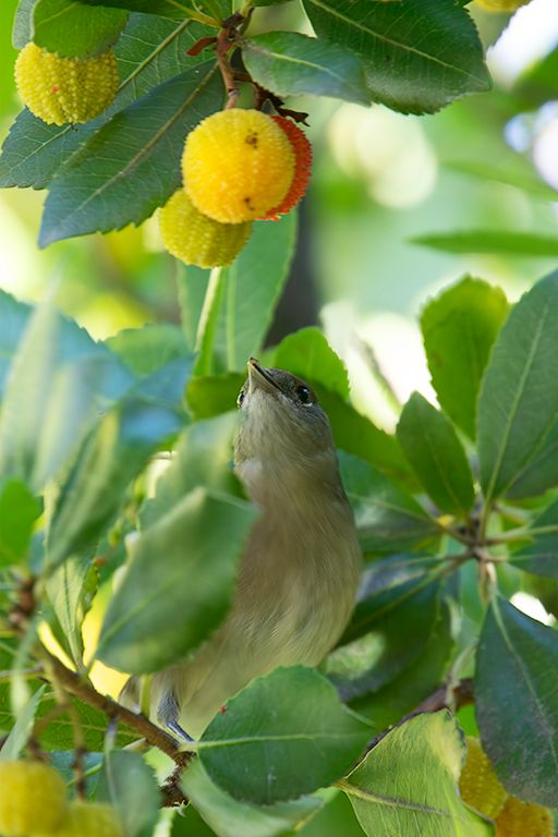 Curruca capirotada hembra