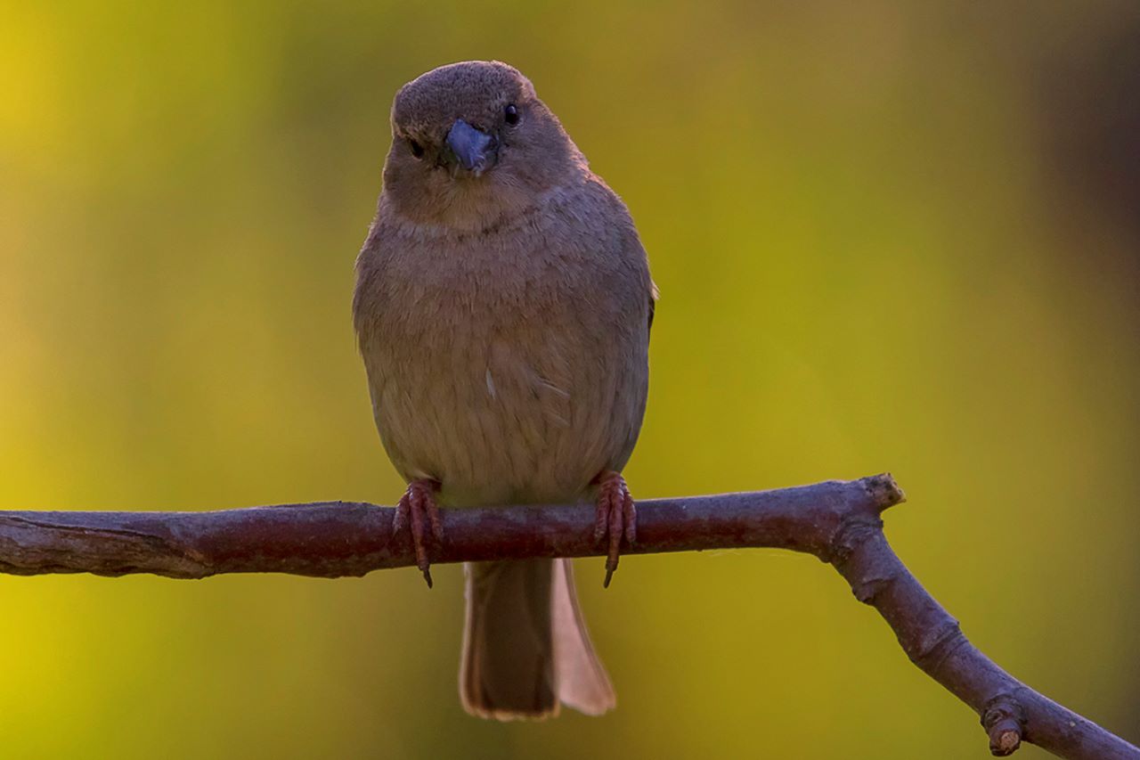 Gorrión común hembra