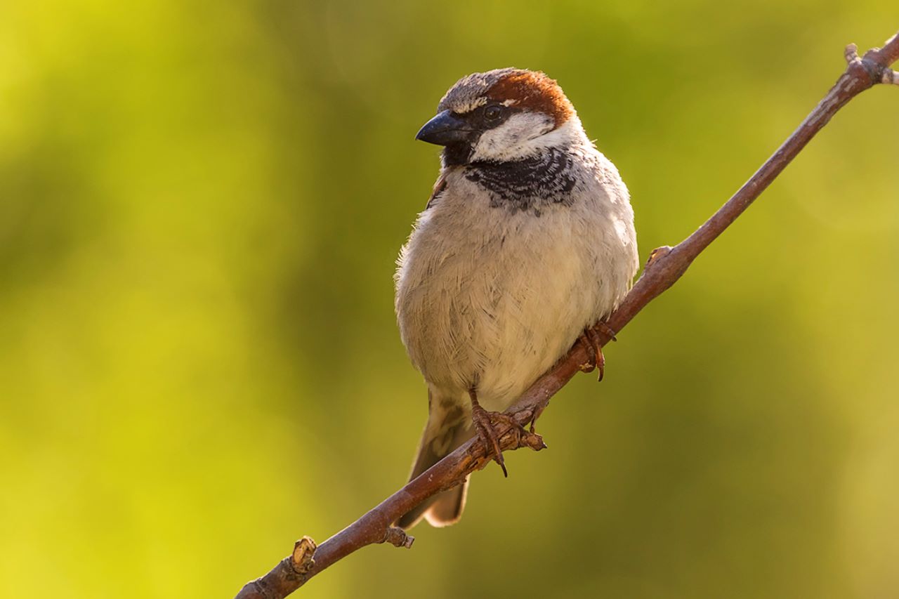 Gorrión común macho