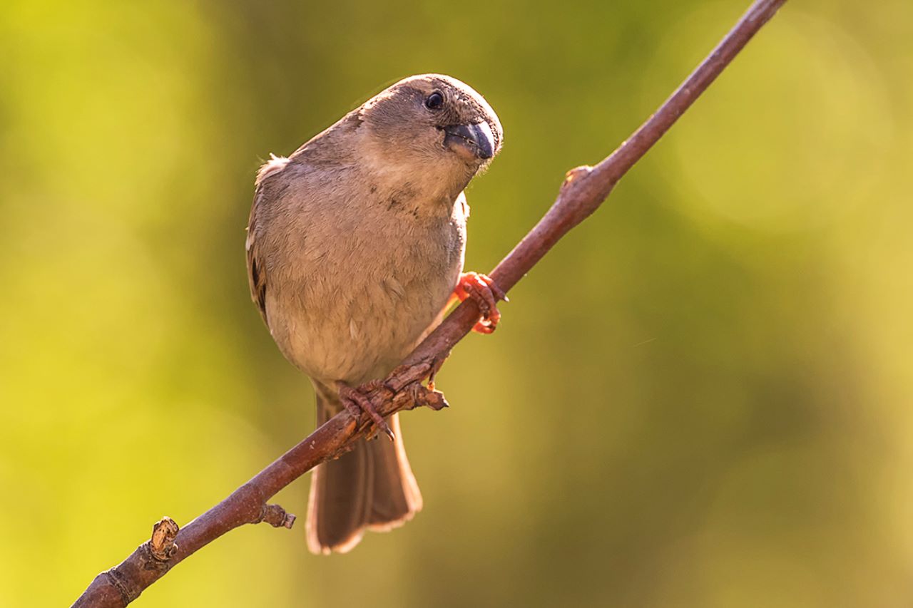 Gorrión común hembra