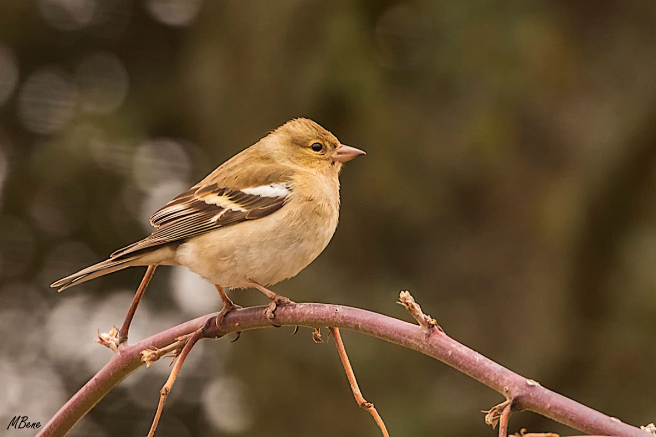 Pinzón común hembra