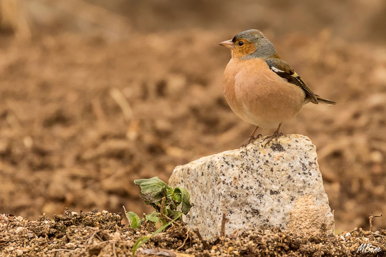 Pinzón común macho