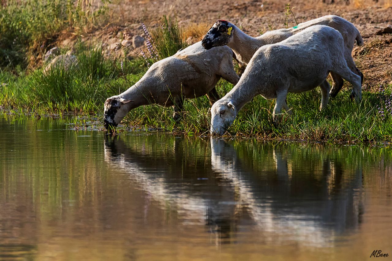 Imágenes de pastoreo