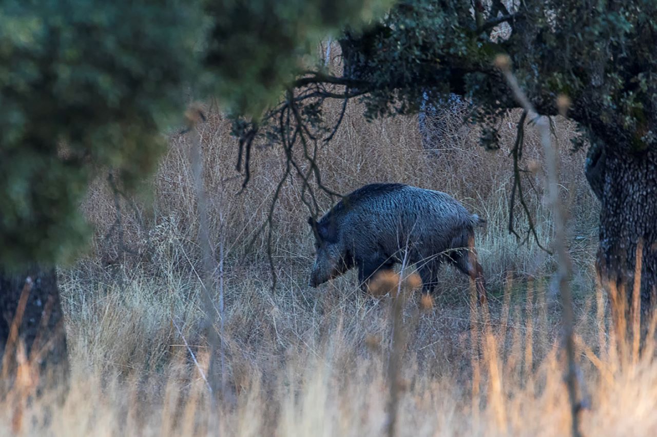 Encinar del soto de Viñuelas