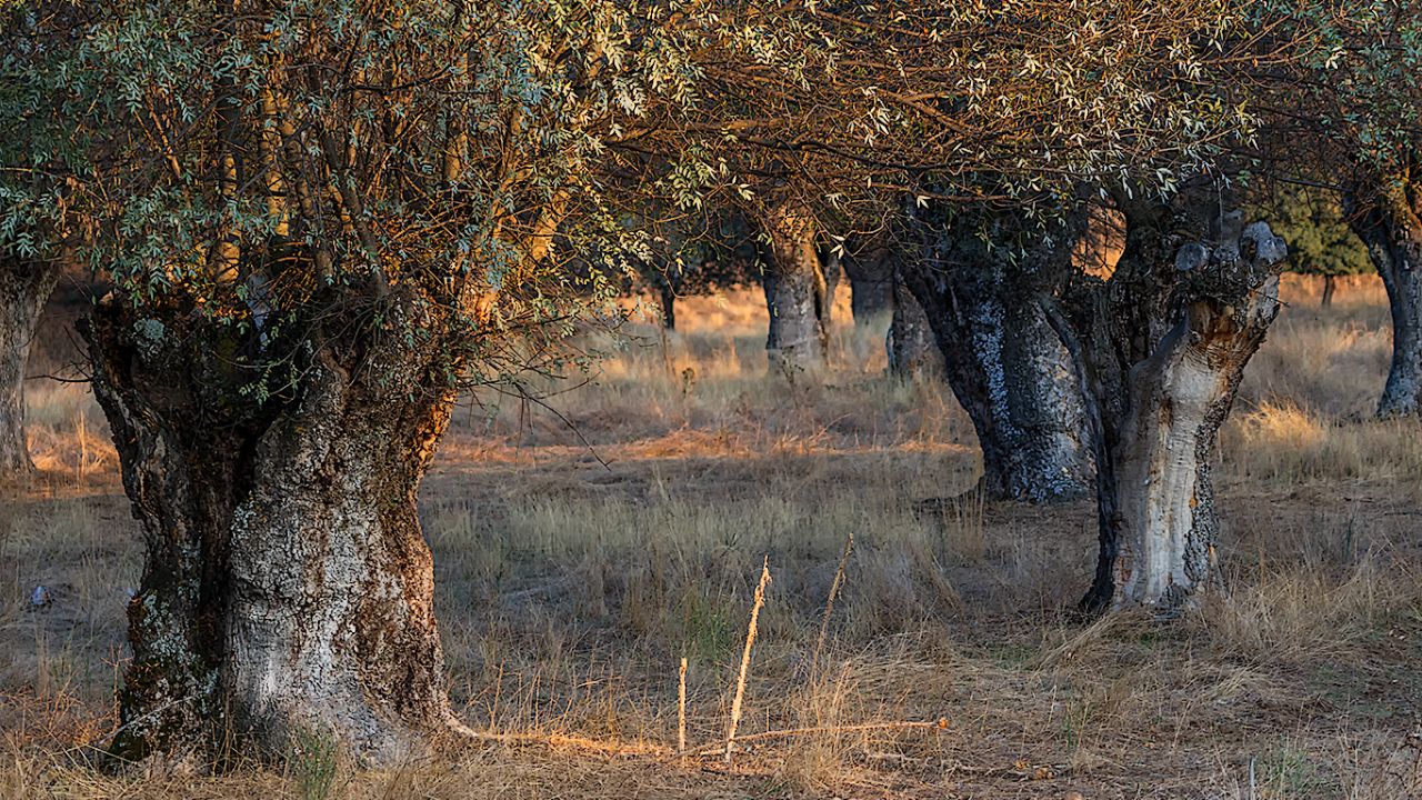 Encinas del soto
