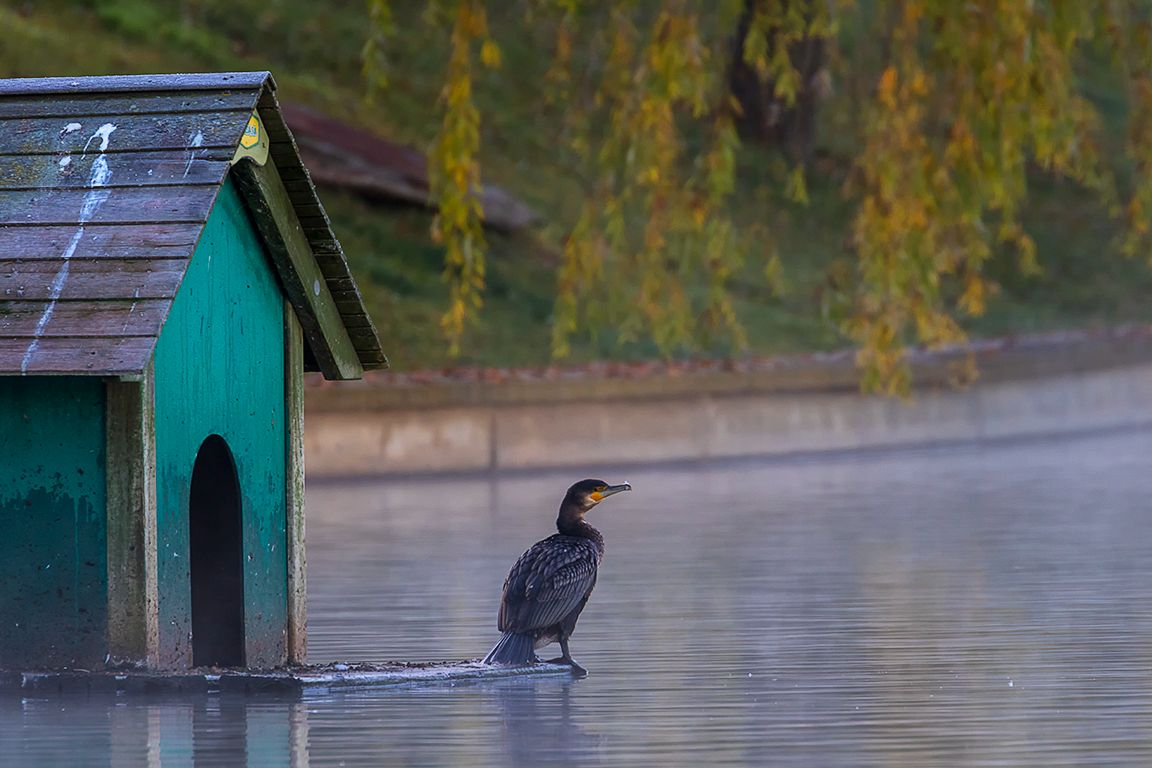 Cormoranes en el lago