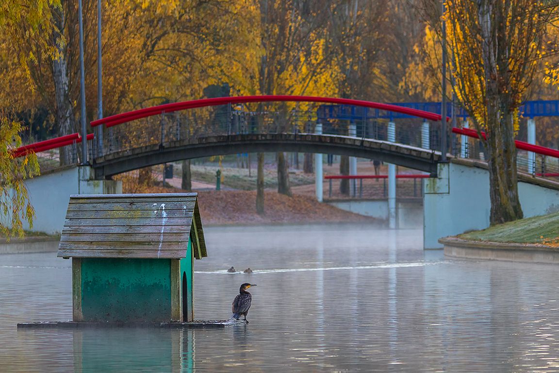 Cormoranes en el lago