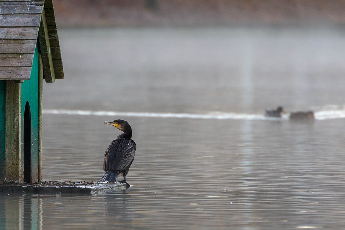 Cormoranes en el lago