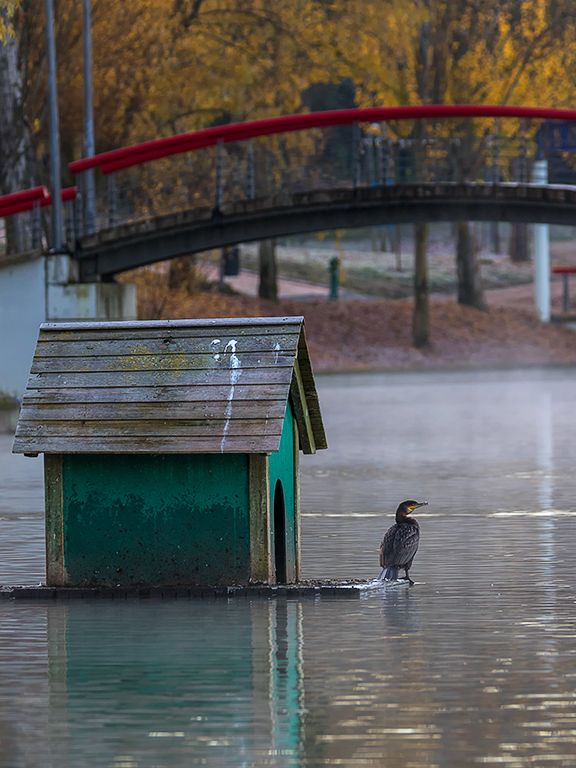 Cormoranes en el lago