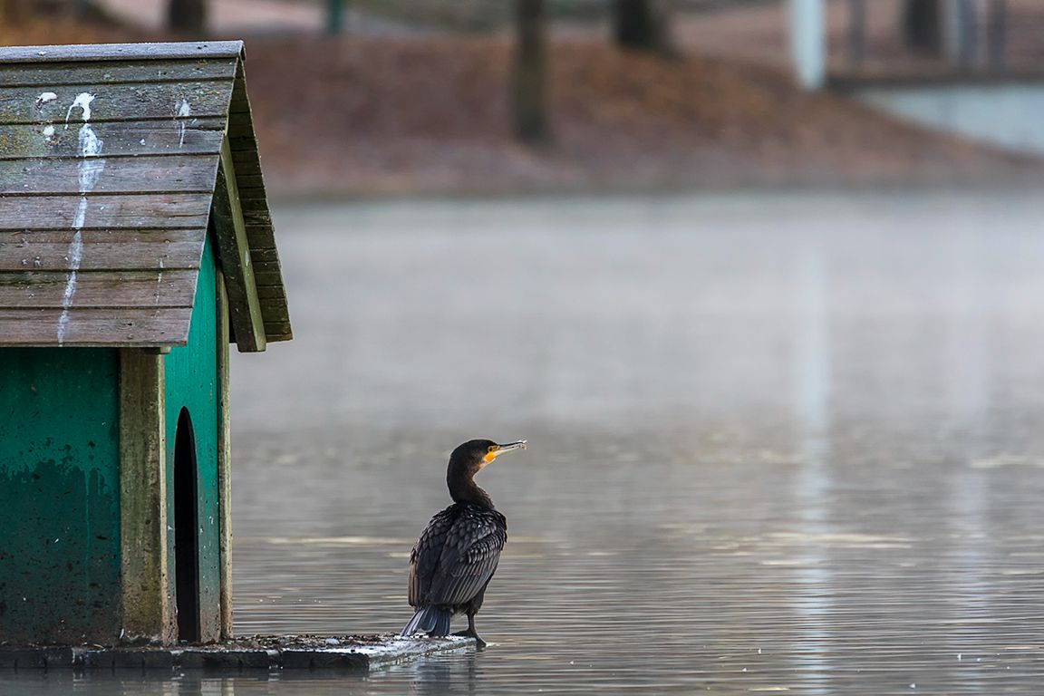 Cormoranes en el lago