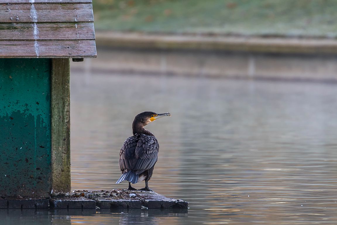 Cormoranes en el lago