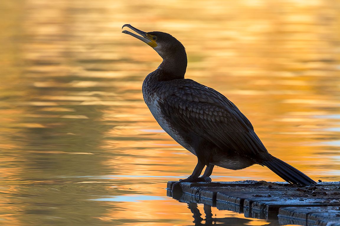 Cormoranes en el lago