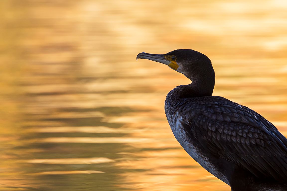 Cormoranes en el lago