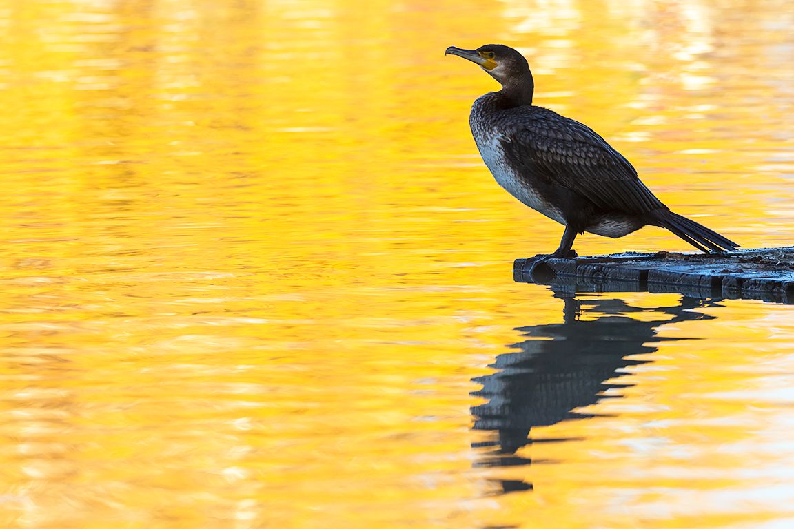 Cormoranes en el lago
