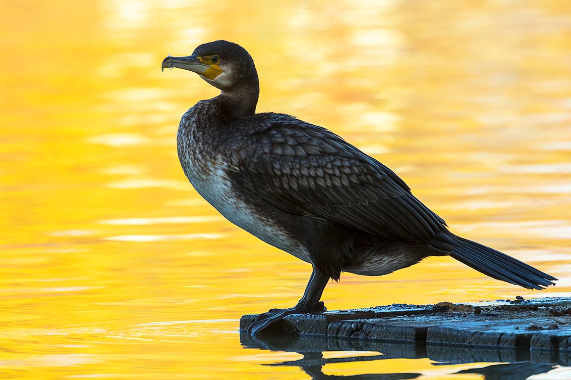 Cormoranes en el lago