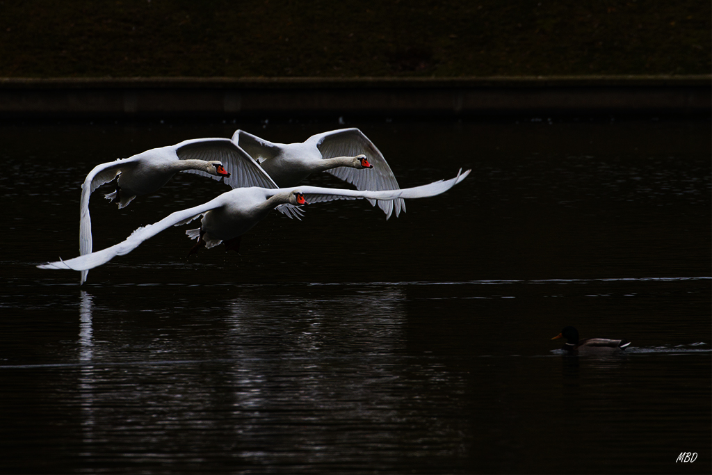 Ene2016. Ejercitando el vuelo.