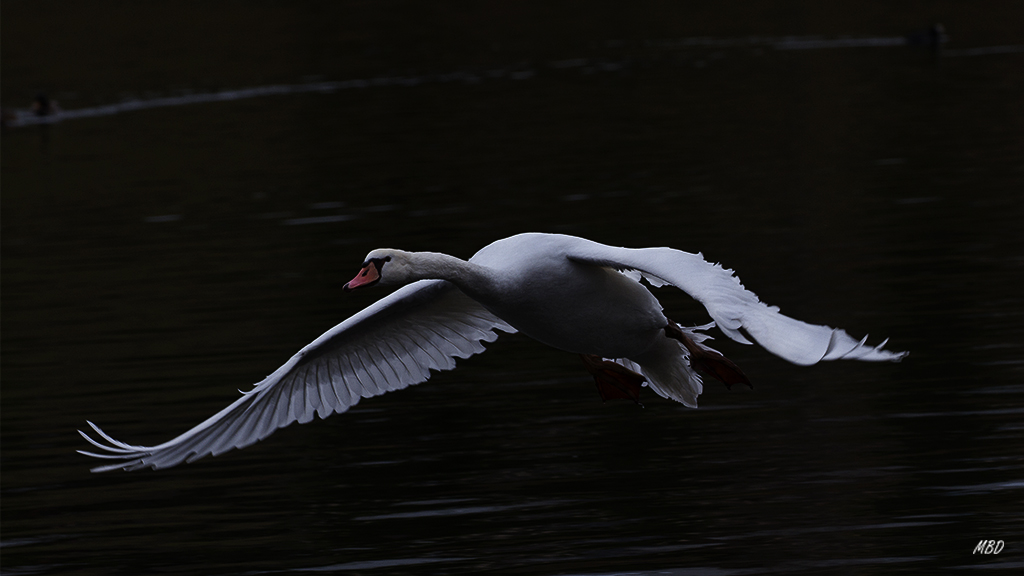 Ene2016. Ejercitando el vuelo.
