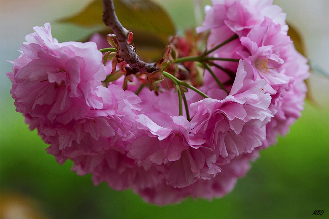 Prunus serrulata kanzan