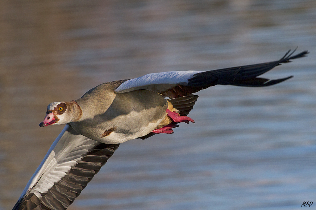 Feb2016. Se me vino encima, no cabía en el encuadre