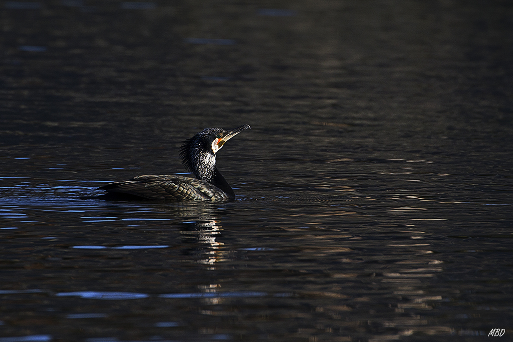 Feb2016. Se sumergen y buscan pececillos