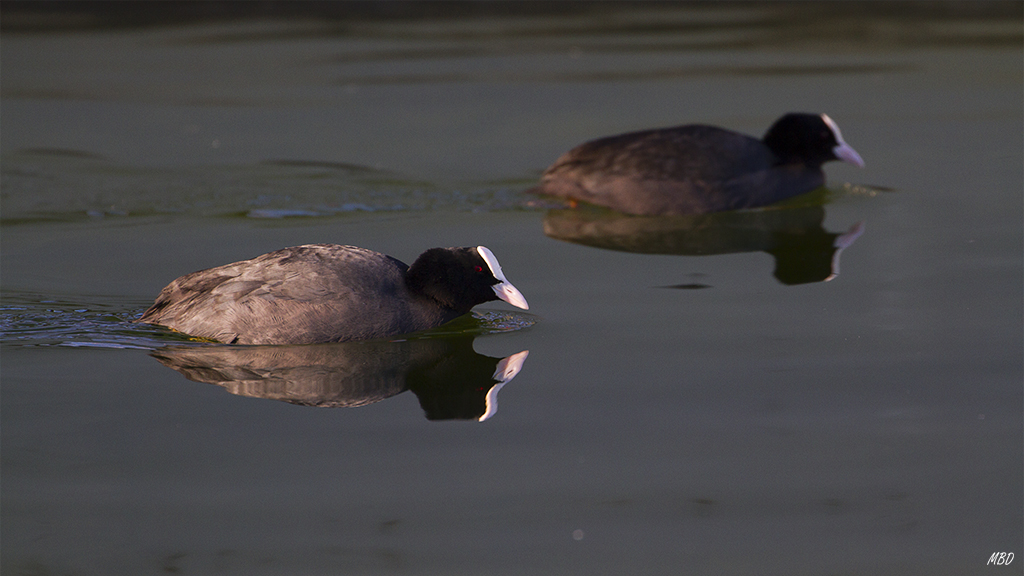 Feb2016. Reflejos y ojo rojo