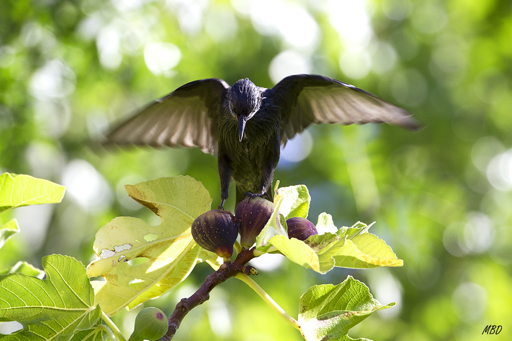 Ago2015. Merendando en la higuera del vecino.