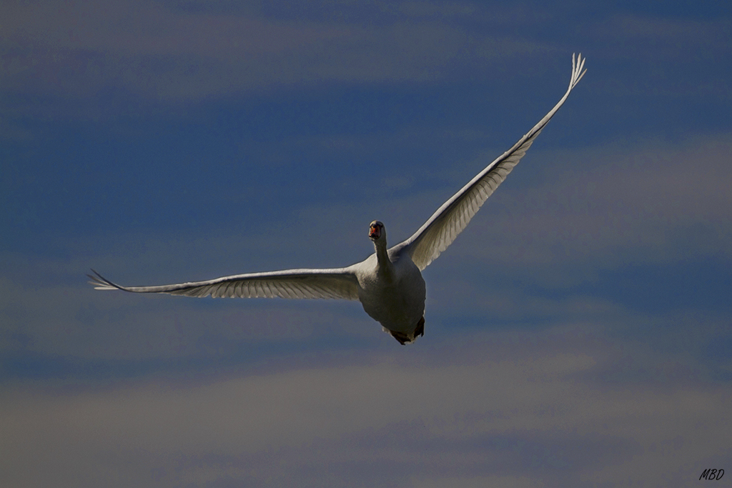 Feb2016.Vuelos sobre el lago