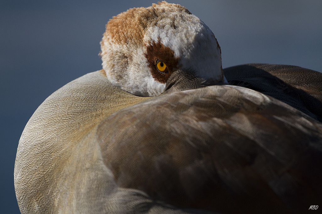 Feb2016. Me tolera sin quitarme el ojo