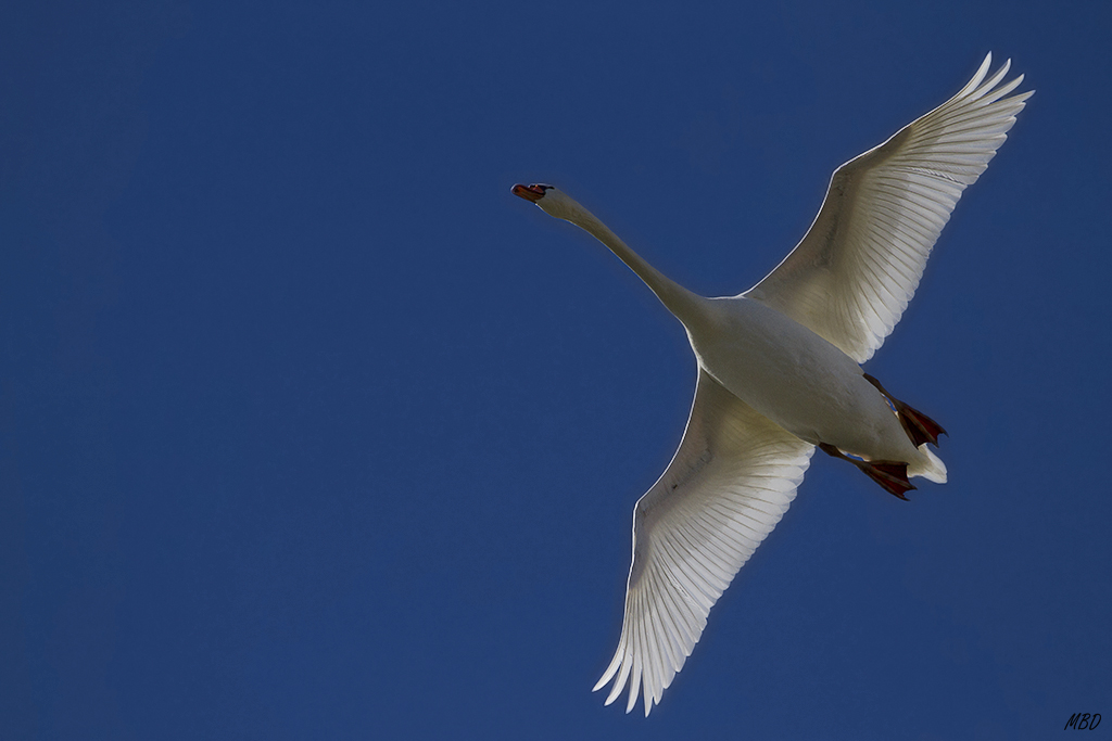 Feb2016. Volando en elegancia