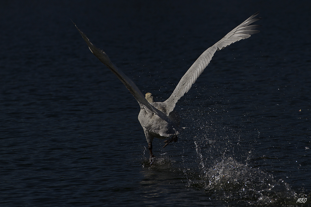 Feb2016. Esa V alejándose en carrera