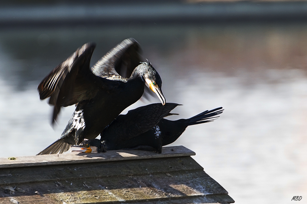 Feb2016. Ejercicio de dominación
