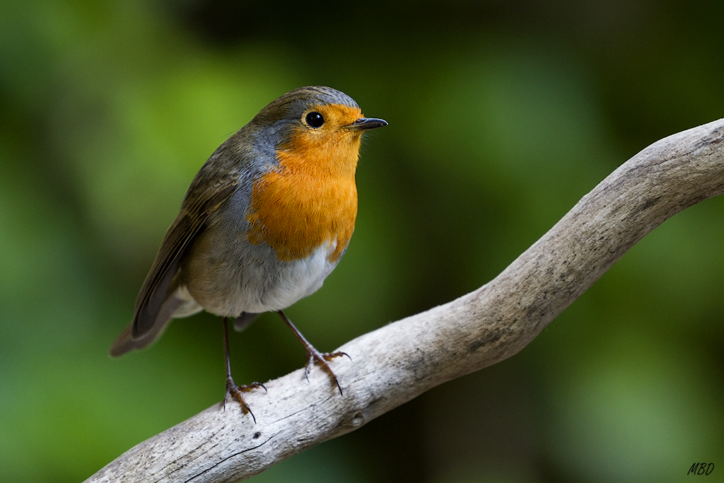 Sep2015. En mi jardín, acudiendo a por su ración diaria.