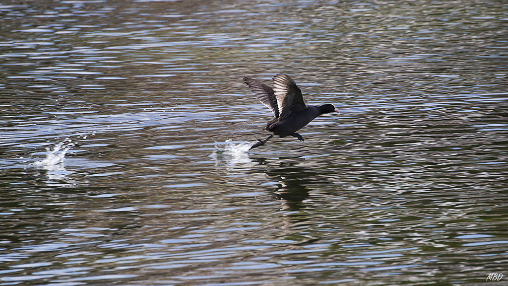 Feb2016. Carrera sobre el lago