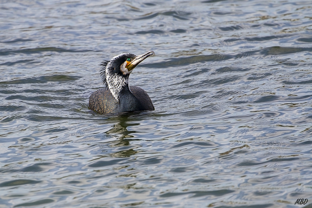 Feb2016. Esos ojos verdes...